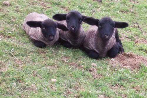 Triple Trouble - Lambs on our farm