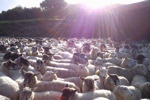 Sunny Sheep