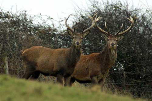 Red Deer on Park Hills