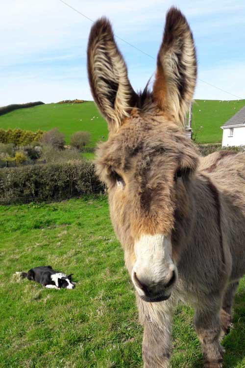 Hazel the Donkey