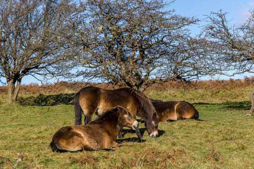 Exmoor Ponies