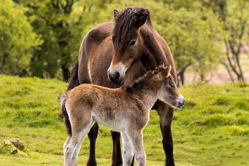 Exmoor Mare and Foal