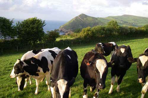 Bullocks on the Farm