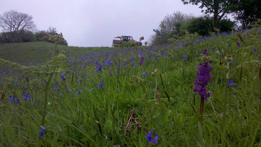 Exmoor Ponies