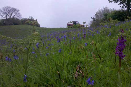 Bluebells