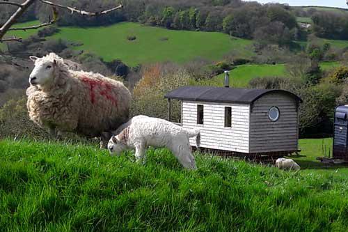 Luxury Devon Glamping